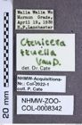 Etiketten zu Proludius tenellus (Van Dyke, 1932) (NHMW-ZOO-COL-0008342)